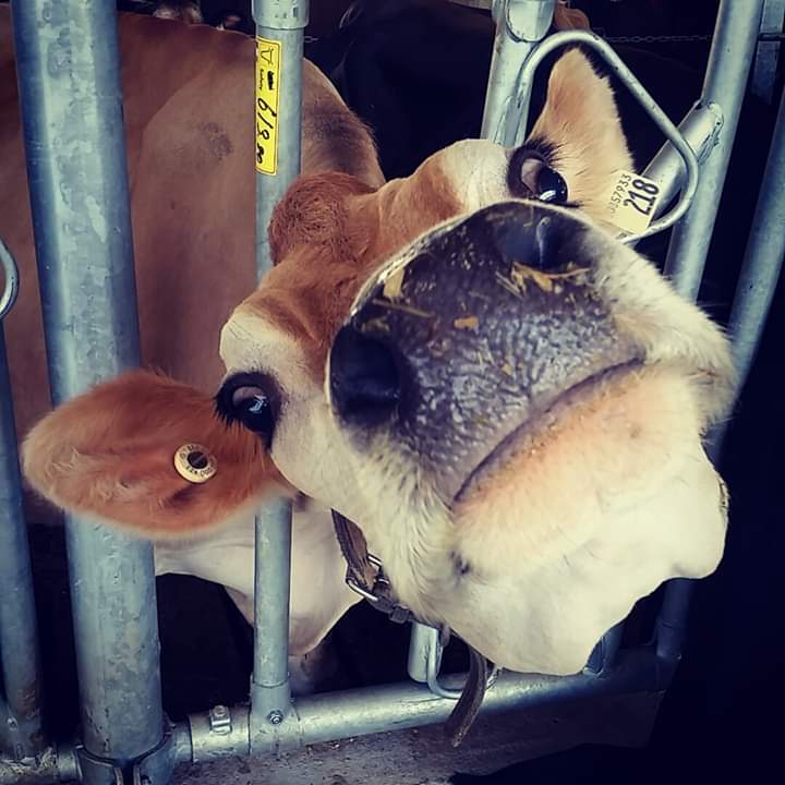 Turns out today is national chocolate day 🍫 and cow appreciation day 🐮🤣 7th July was made for me 😃🤩💕
.
#NationalChocolateDay #CowAppreciationDay #dairycows #farmlife #chocolatelove
