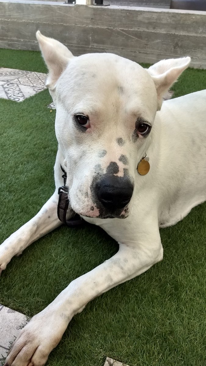 lunaluvsyou's tweet image. Luna luvs @EatRockefeller Thanks for your amazing #hospitality and great #food. Loved the #beer too!
Thanks Matt!