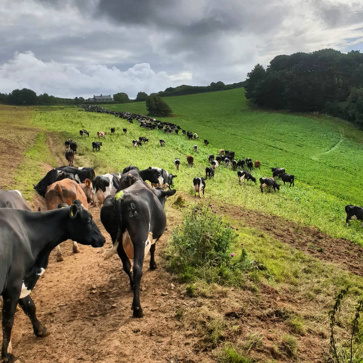 cups_on's tweet photo. We're grazing Winfred forage rape as a break crop before grass reseed. The cows have a 2 hour break on it a day.

The forage rape was planned to help fill grass deficit this summer, but we've gone from a deficit to a surplus in 2 weeks.

@JohnHar25622837 @Oliver_Seeds #foragerape https://t.co/2dEq5OBLUA