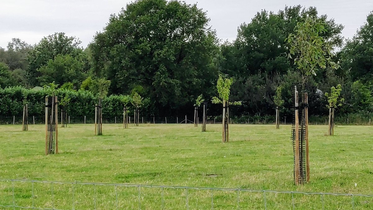 HoeveDeMertel's tweet photo. Fruitbomen doen het goed!! @pamrombouts #agroforestry #duingoed #hoevedemertel https://t.co/mwzjnh3oaZ