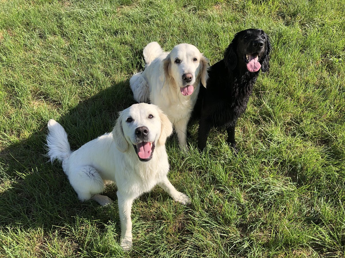 Nala_Sandia's tweet photo. #TongueOutTuesday https://t.co/EXXBqGb5ks