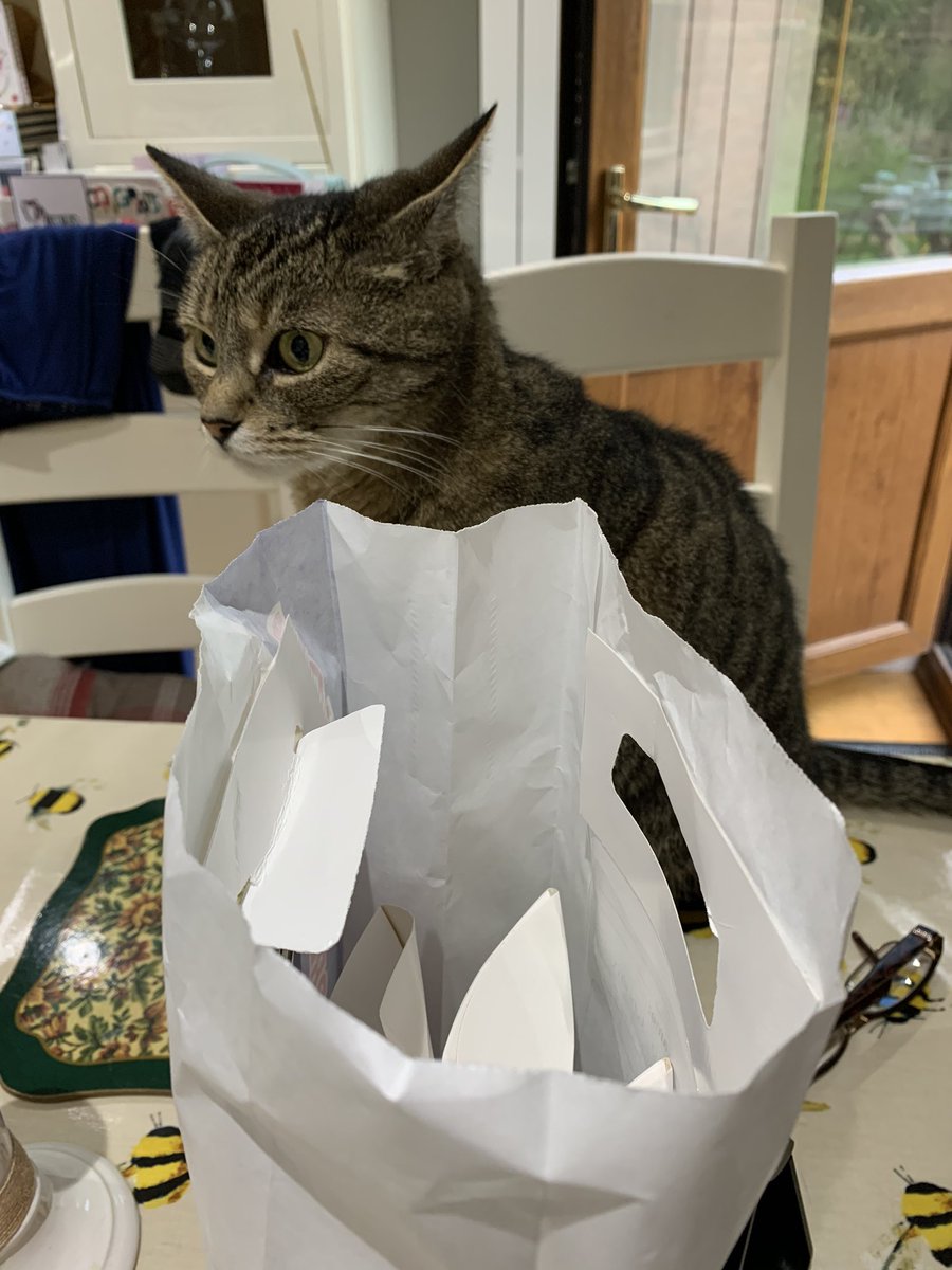 eeeeclare's tweet photo. Uh oh mum got da wormers today from the vets - yuck 🤢 but it I’ll get a treat afterwards for bring a good kitty ❤️ https://t.co/82LuXWf8sj