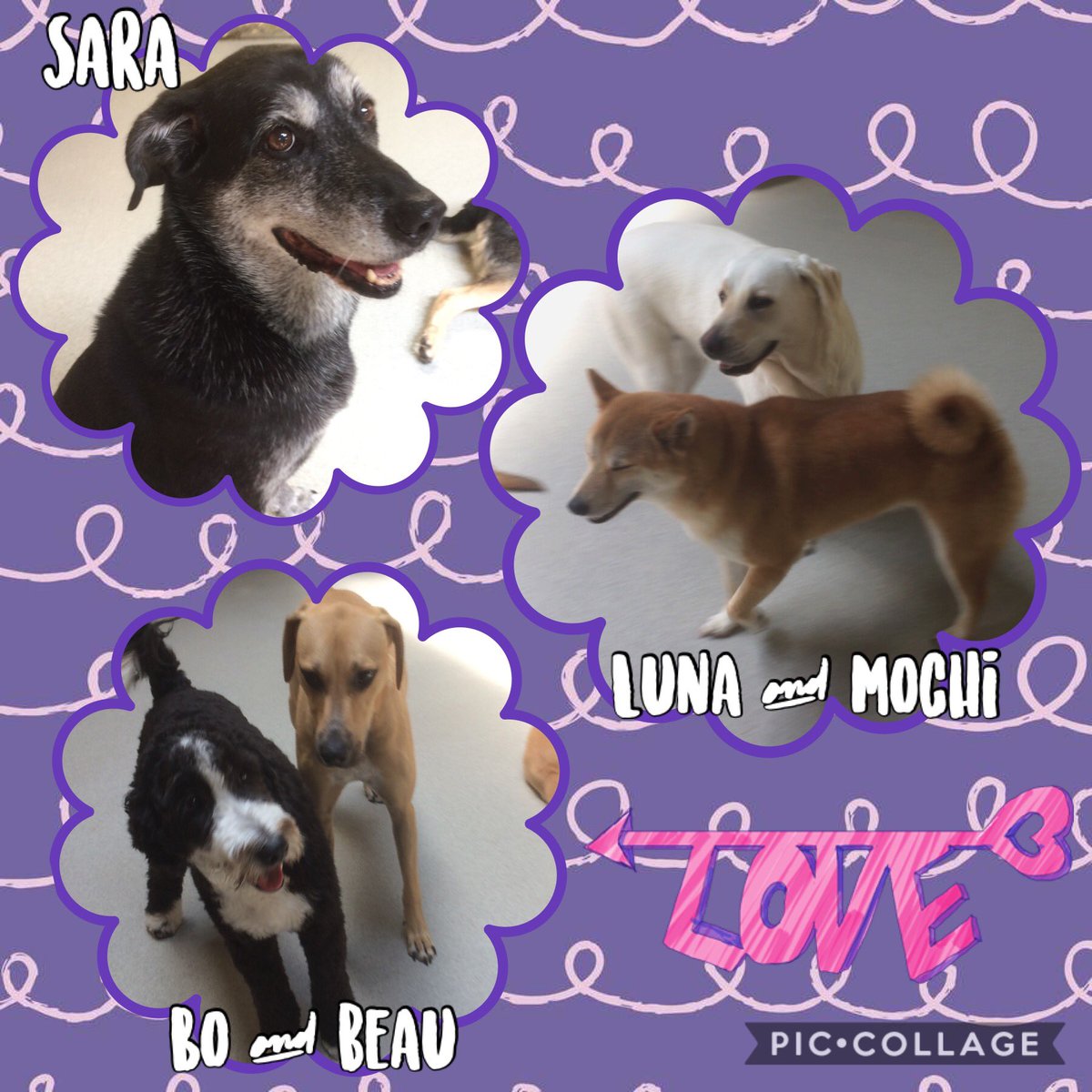 kninesocialclub's tweet photo. So much love is in the air at the Club today! 💕
@mccoodavis @kathyireland @randallfetcho @SamirAlsaraf @SusanBryenton @LitchfieldFund @AlsarafMaggie8 @Stylejulieanne @timeoutchicago @tailsmagazines @chicagodogs @wisebeautyqueen https://t.co/2iqjFvLzwH