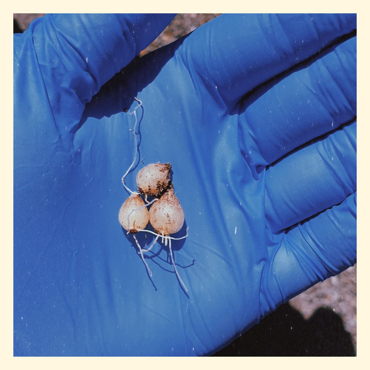 KayTheBotanist's tweet photo. Good evening ๐ day 2 of #BlackBotanistsWeek is here !
Here I'll talk a bit about the #PlantInteractions of nitrogen fixation and #Sutherlandia. I was kindly invited to assist @noxthelion and her honors students in their field collections in the Western Cape, South Africa ๐ฟ๐ฆโฐ https://t.co/ASYh5N2hOj