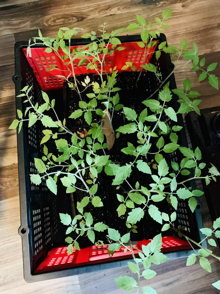 TAGMsRackston's tweet image. 🗣THANKS @atlservicecollective for giving me these awesome food plants 🌱 I am excited for our partnership when school starts back! They’re going to assist my STEMers in agriculture in order to prevent Cascade from becoming a #fooddesert 😁 #RESPECTCASCADE #ATLSERVICECOLLECTIVE