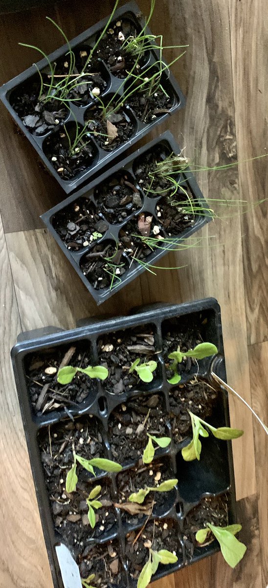 TAGMsRackston's tweet image. 🗣THANKS @atlservicecollective for giving me these awesome food plants 🌱 I am excited for our partnership when school starts back! They’re going to assist my STEMers in agriculture in order to prevent Cascade from becoming a #fooddesert 😁 #RESPECTCASCADE #ATLSERVICECOLLECTIVE