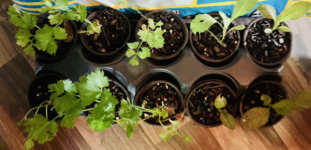 TAGMsRackston's tweet image. 🗣THANKS @atlservicecollective for giving me these awesome food plants 🌱 I am excited for our partnership when school starts back! They’re going to assist my STEMers in agriculture in order to prevent Cascade from becoming a #fooddesert 😁 #RESPECTCASCADE #ATLSERVICECOLLECTIVE