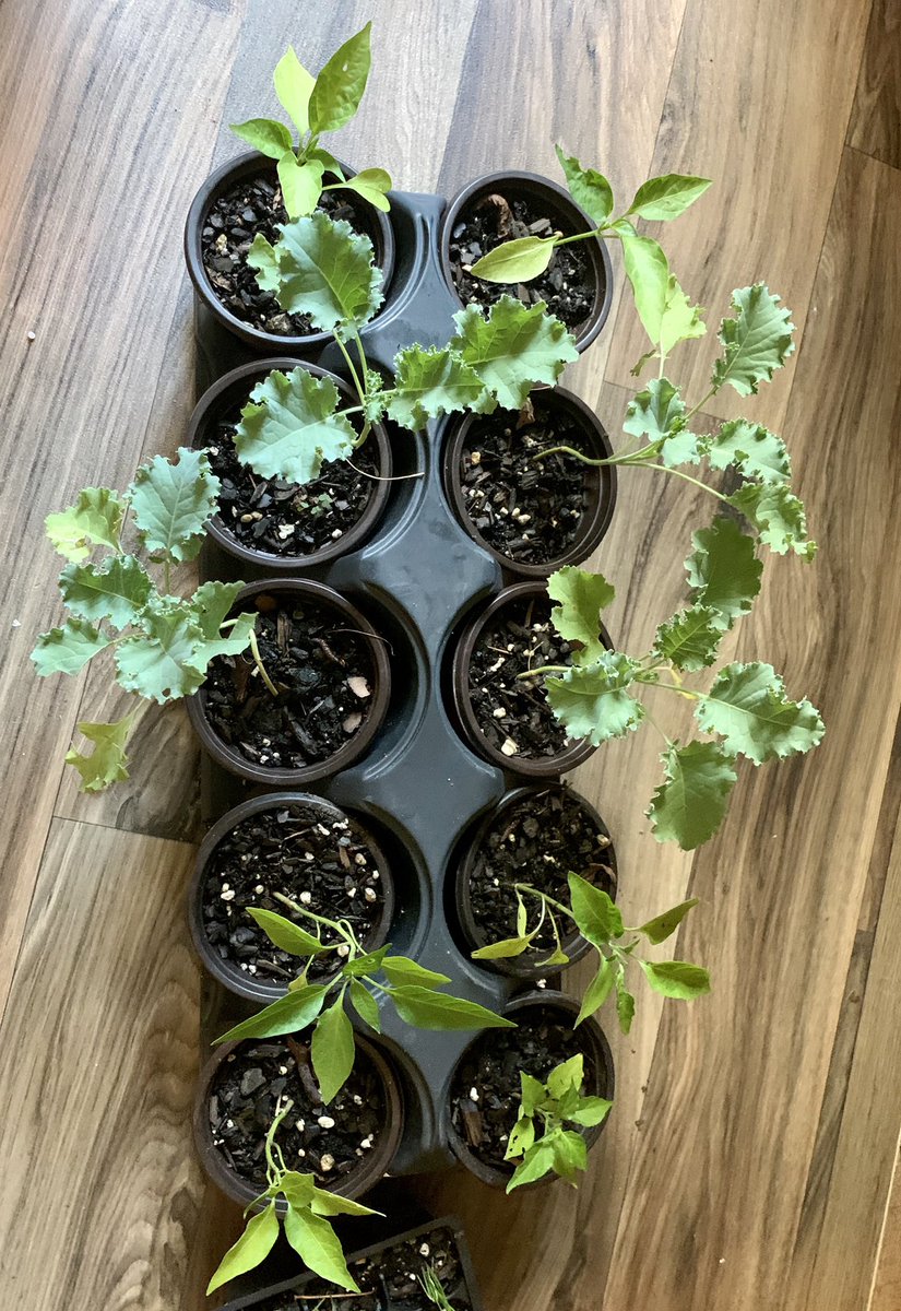 TAGMsRackston's tweet image. 🗣THANKS @atlservicecollective for giving me these awesome food plants 🌱 I am excited for our partnership when school starts back! They’re going to assist my STEMers in agriculture in order to prevent Cascade from becoming a #fooddesert 😁 #RESPECTCASCADE #ATLSERVICECOLLECTIVE