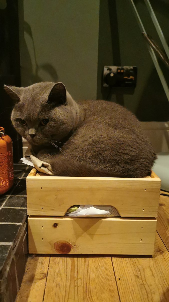Photos of Nelly on/in small boxes.A thread: