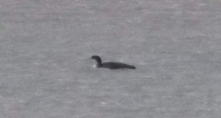 There’s no indication of movement, the curve at the head is wrong for an otter tail or a bird’s head and neck, and the proportions are off for a bird (all the candidates – cormorants, divers, grebes – have a longer head. Roy Mackal suggested a goose but that doesn’t work either).