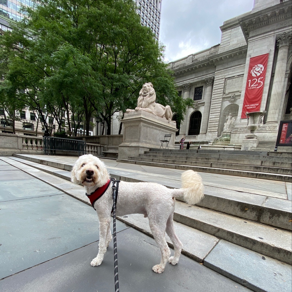 metropetsnyc's tweet photo. Kenny decided to stop by the @nypl 📚 🐶 

• @metropetsnyc dog walking since 2007

#dogwalkingnyc #bestdogwalkers #nycdogs #dogsofinstagram #dogs #cute dogs #dogwalker #dogwalking #nycdogwalking https://t.co/YPNbNnmxvY