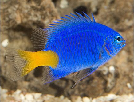 PositivePyrami1's tweet photo. #TrumpIsANationalDisgrace is still trending, along with #TrumpIsLosing and #TrumpKillsUS and #TrumpMeltdown So, have some #RandomAnimalFacts These animals are #BlueAF just like America will be soon!
1) Dart frog
2) Blue damsel fish
3) Blue-tailed skink
4) Allison's anole https://t.co/1ehrHJDN9l
