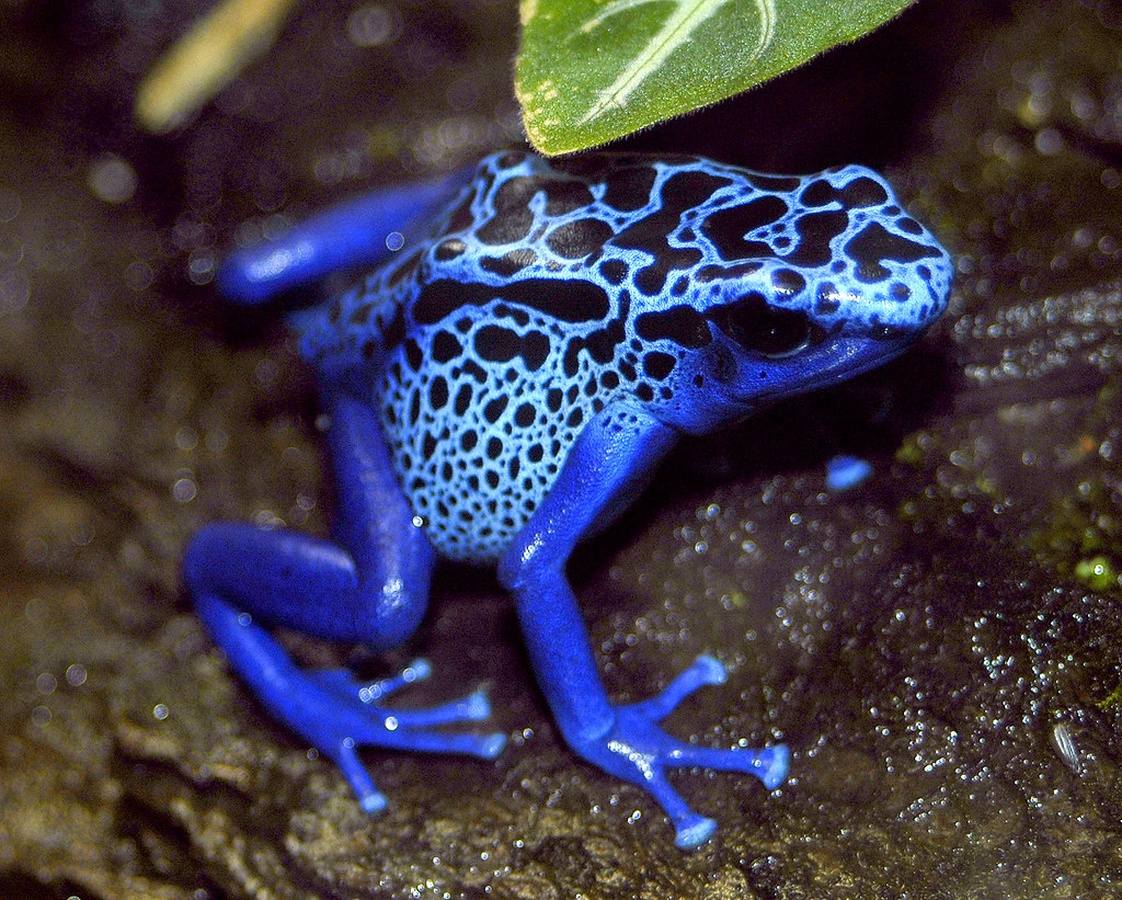 PositivePyrami1's tweet photo. #TrumpIsANationalDisgrace is still trending, along with #TrumpIsLosing and #TrumpKillsUS and #TrumpMeltdown So, have some #RandomAnimalFacts These animals are #BlueAF just like America will be soon!
1) Dart frog
2) Blue damsel fish
3) Blue-tailed skink
4) Allison's anole https://t.co/1ehrHJDN9l