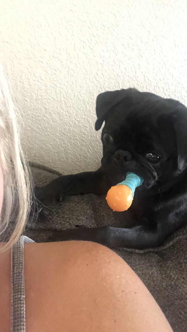 GBbeliever4life's tweet photo. My baby boy๐
#pugluv๐ https://t.co/QX5a4gzYI4