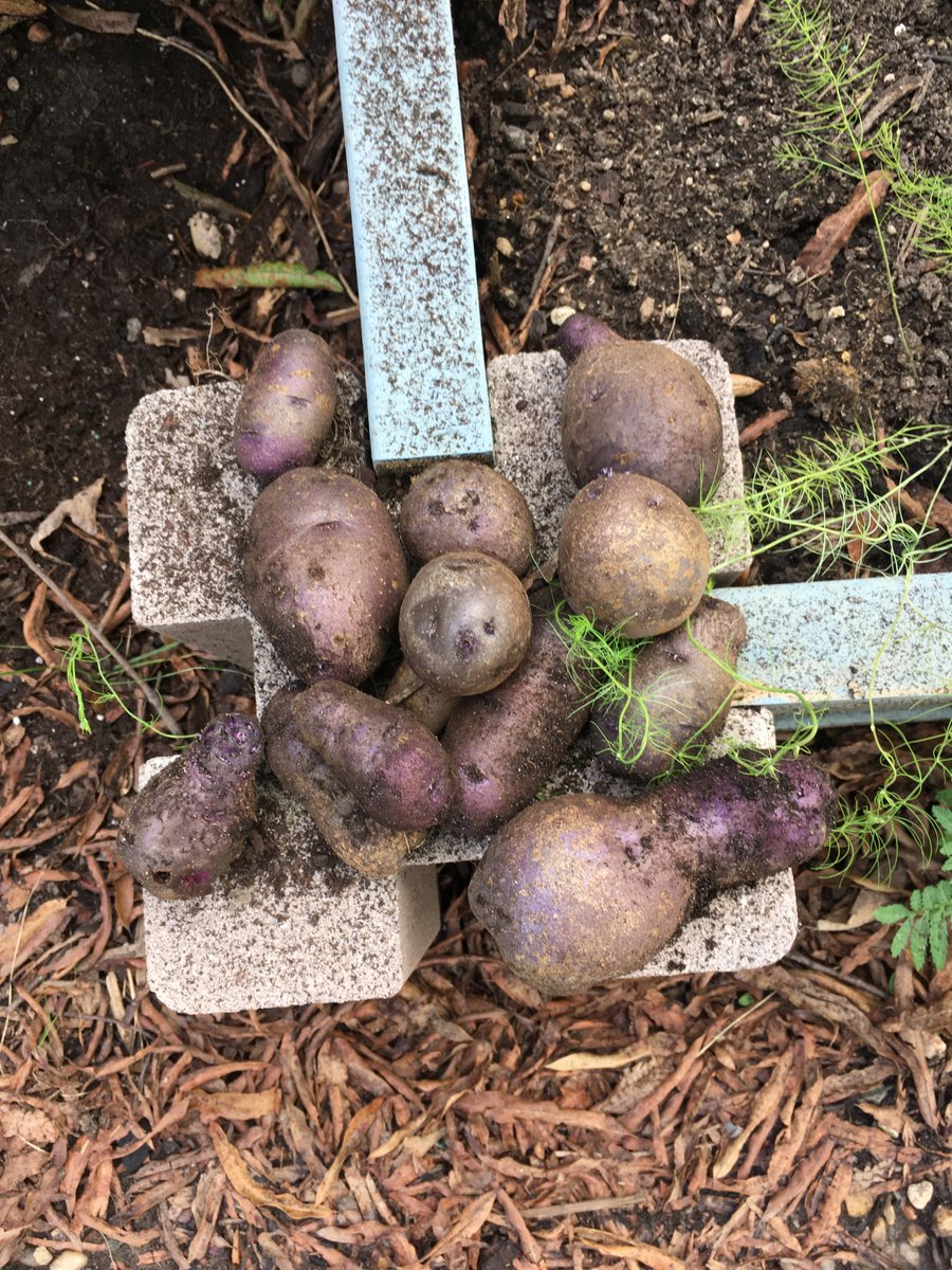 harvesting potatoes :)