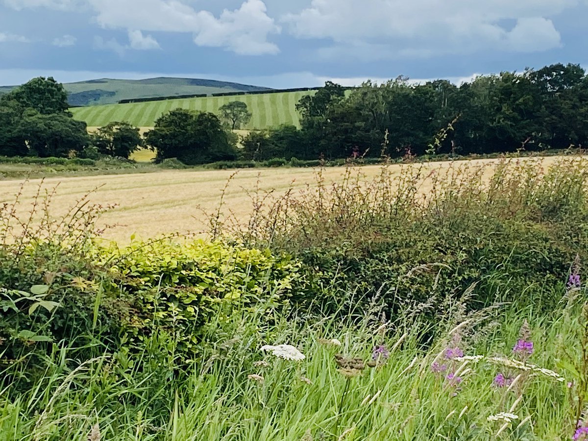 cara_hilton's tweet photo. Lovely lunchtime walk today down from #Duloch to #Fordell to collect my daughters @RosythScouts activity pack #Dunfermline βοΈπ³ https://t.co/5tj7wH0E7Y