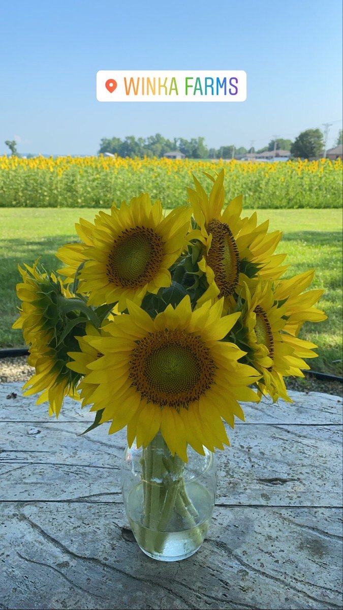 _MadisonJackson's tweet photo. My sister and her husband have started selling their sunflowers for $10 for a bouquet of 6! Located in Newburgh, IN at the corner of Oak Grove &amp; Libbert Rd. Come support a local farm and get a bouquet of beautiful flowers! Go like Winka Farms on FB &amp; like &amp; share this post💛🌻 https://t.co/6aJ90QCQjm