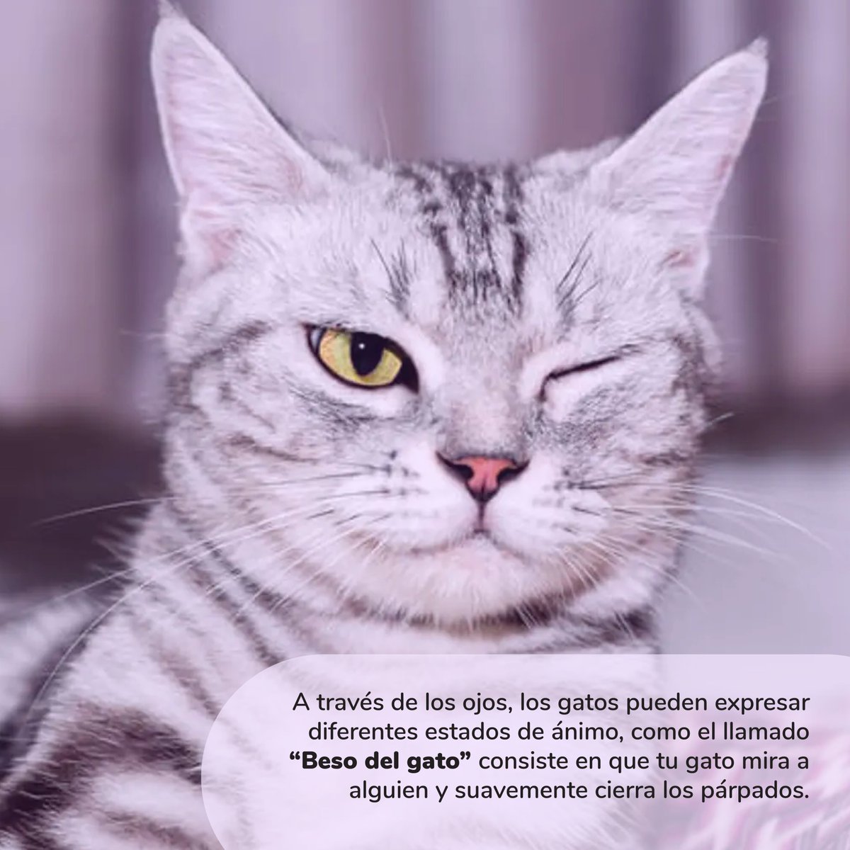 patipspanama's tweet photo. #PatipsCats Sabemos que los gatos son seres reconocidos por la belleza de sus ojos, y con ellos nos están intentando transmitir más de lo que creemos.

¿Te interesa? Desliza para conocer más

#Patips #Animalesdomesticos #Petstagram #Tipsanimales  #animallovers https://t.co/7OxRubw6yD