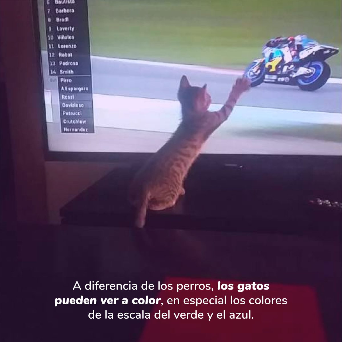 patipspanama's tweet photo. #PatipsCats Sabemos que los gatos son seres reconocidos por la belleza de sus ojos, y con ellos nos están intentando transmitir más de lo que creemos.

¿Te interesa? Desliza para conocer más

#Patips #Animalesdomesticos #Petstagram #Tipsanimales  #animallovers https://t.co/7OxRubw6yD
