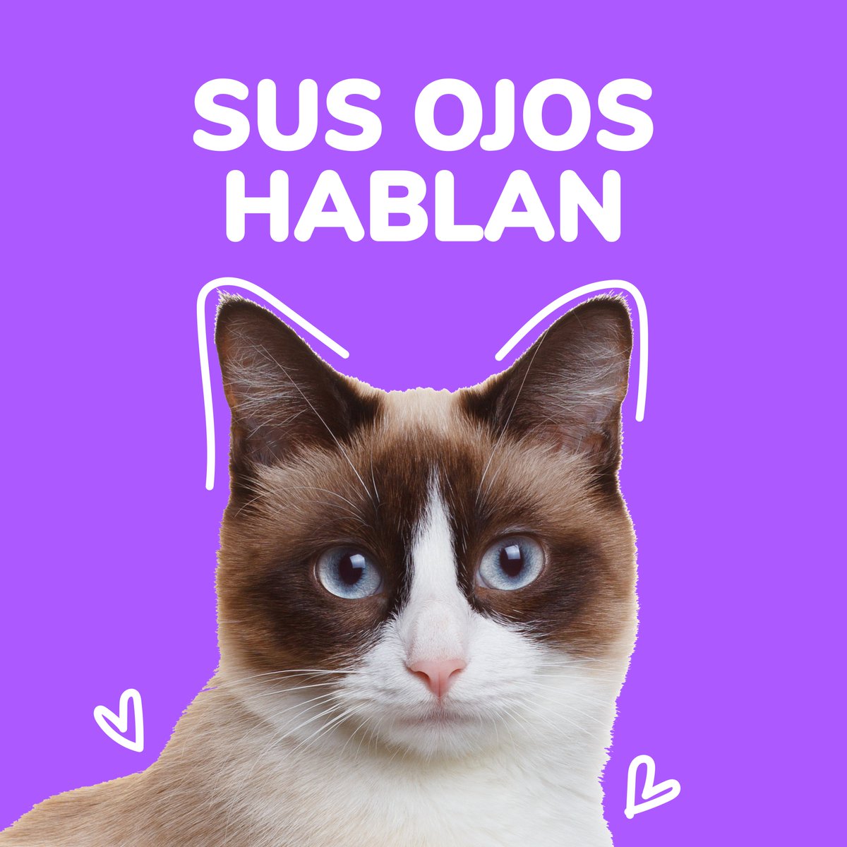 patipspanama's tweet photo. #PatipsCats Sabemos que los gatos son seres reconocidos por la belleza de sus ojos, y con ellos nos están intentando transmitir más de lo que creemos.

¿Te interesa? Desliza para conocer más

#Patips #Animalesdomesticos #Petstagram #Tipsanimales  #animallovers https://t.co/7OxRubw6yD