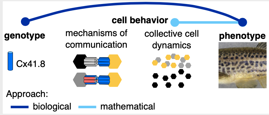 al_volkening's tweet image. Excited to share my new short review article on recent math &amp;amp; biology studies of #zebrafish skin #patterns: &quot;Linking genotype, cell behavior, and phenotype: multidisciplinary perspectives with a basis in zebrafish patterns&quot; #selfOrganization #devBio

authors.elsevier.com/a/1bMQR,LqAZNV…