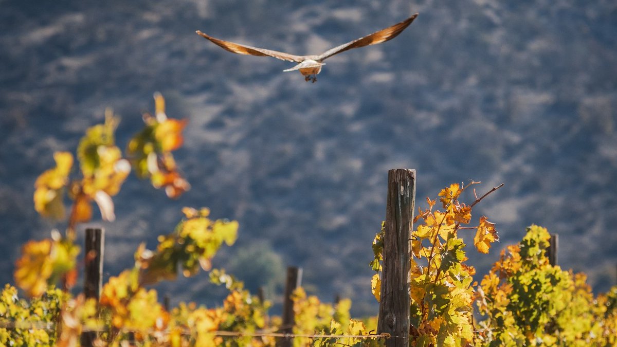 Nuestra naturaleza, nuestro origen. | Our nature, our origin #vinaharasdepirque #organicwines #maipoandesvalley