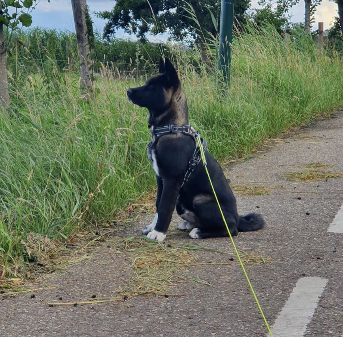 @malinodehond with our <a href="/frenkiez_/">Frenkie</a> reflective no pull camo harness🦴😍 ceesencoosshop.nl