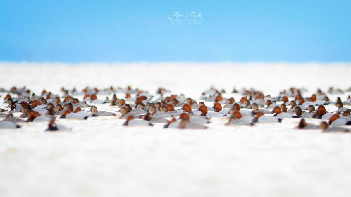 Manyasta gün ağarıyor. Sadece dedesi ninesi değil geçmiş nesilleri ile bir arada yüzyıllardır oldukları yerdeler yine. Elmabaşlar bu birliktelikten güç alıyorlar çünkü. Aslında ne çok benziyorlar bize. Birliktelikleri daim olmalı. 
#AmanAvcıVurmaBeni