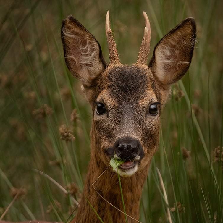 KwtImages's tweet image. Great for a caption.. #BBCWildlife #naturephotography #ukwildlifeimages #uk_wildlife_images #wildlifephotography #rspb_love_nature #wildlifeplanet #naturelovers #pinemarten #scottishpinemarten #keiththorburnphotography #kwtimages