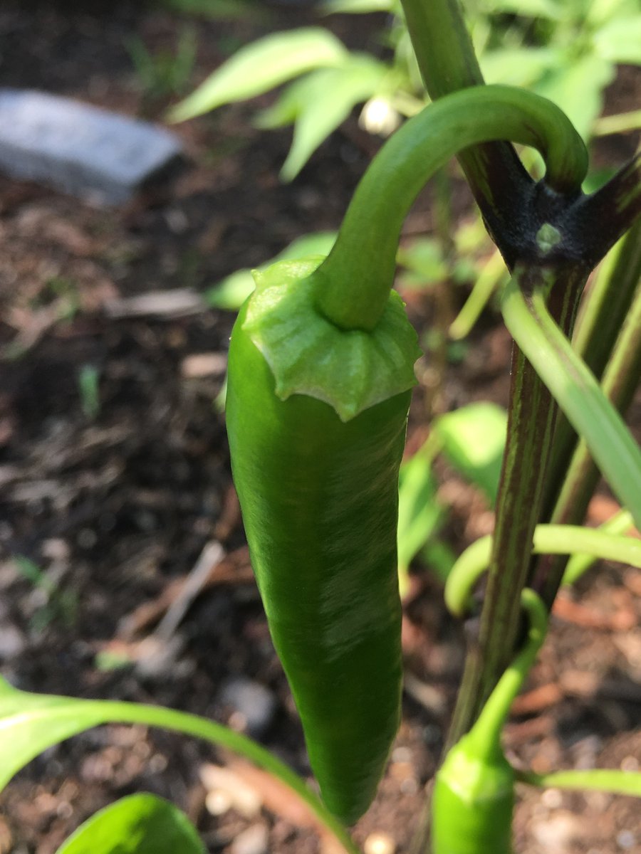we have our first jalapenos 