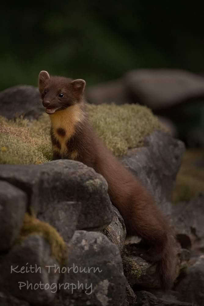 KwtImages's tweet image. First time out and about and poses for my camera, toothless Kit #BBCWildlife #naturephotography #ukwildlifeimages #uk_wildlife_images #wildlifephotography #rspb_love_nature #wildlifeplanet #naturelovers #pinemarten #scottishpinemarten #keiththorburnphotography #kwtimages