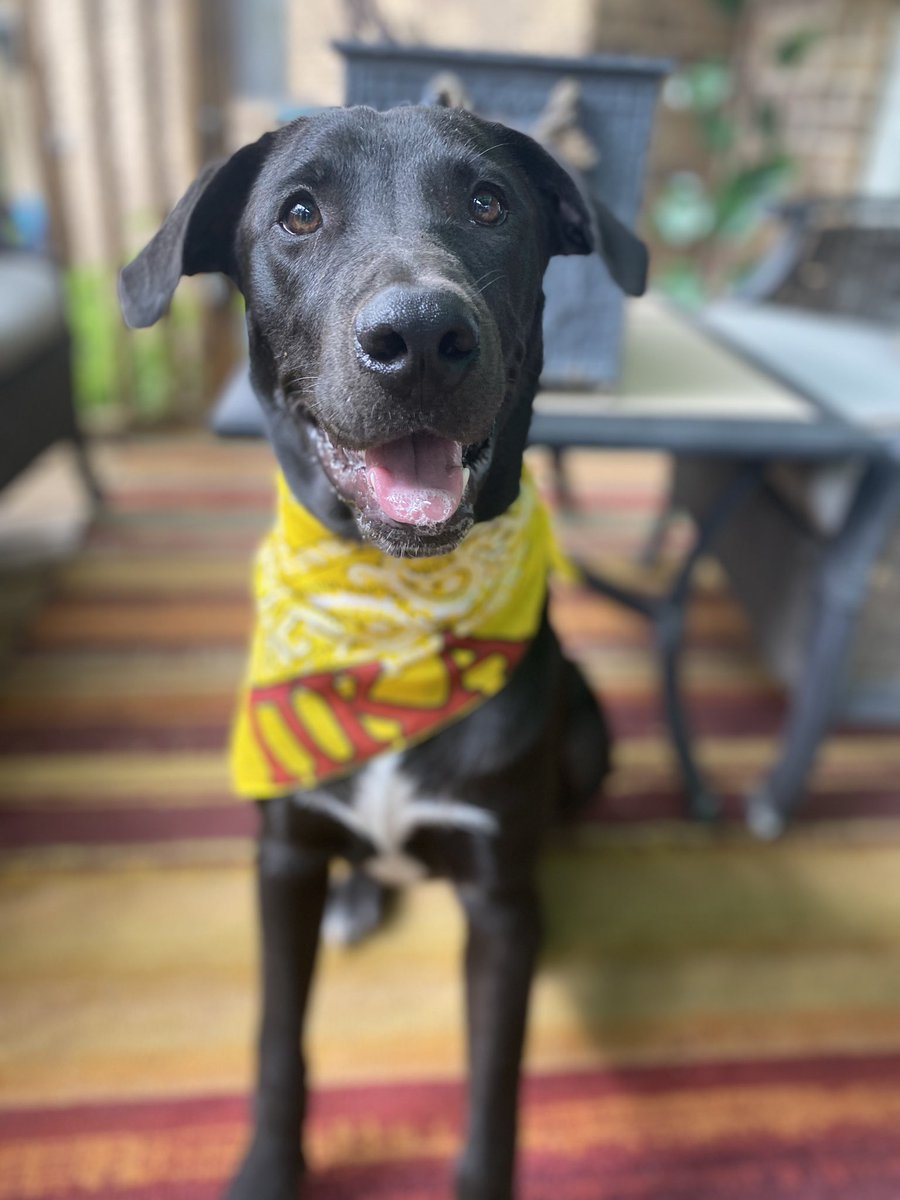 EtaEpsilonPikes's tweet photo. We recruit the best men and man’s best friend #PikePupTuesdays meet Bentley who loves reppin’ the ΠΚΑ!        #ASUPike #Pike #AngeloState https://t.co/Owb4hCxARv
