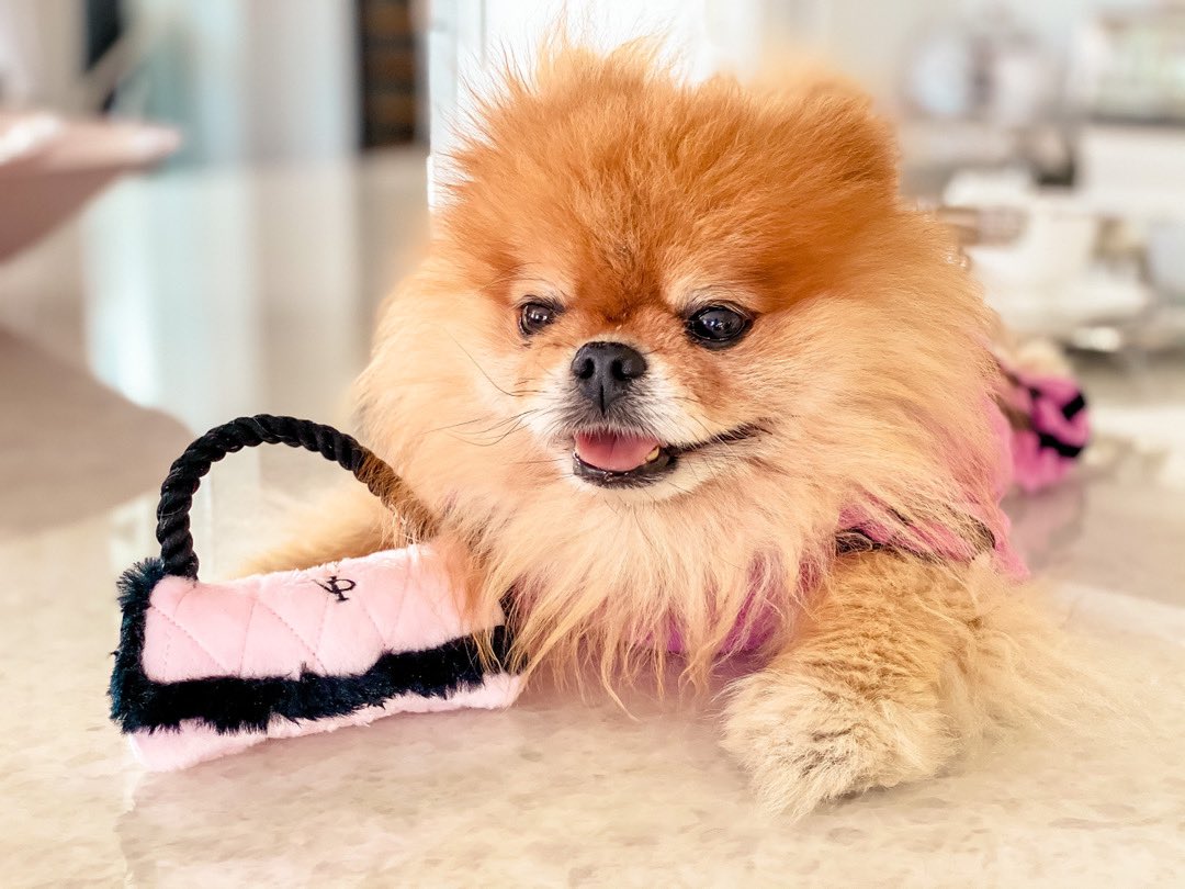 🐶 Got my purse and I’m ready to shop! Who’s ready for some online retail therapy? Did you know that we donate a portion of all sales to rescue dogs in need? #ShopWithAPurpose