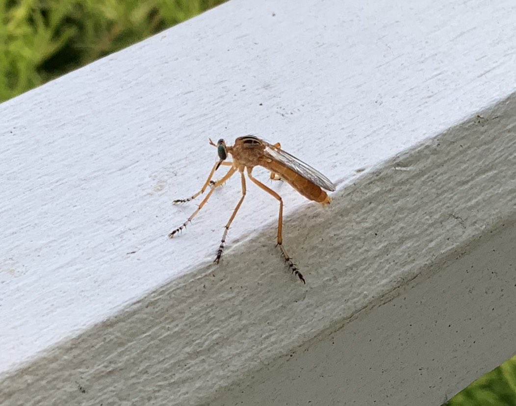 DickShillington's tweet photo. #BabyMantis https://t.co/UP4n1YWdXp