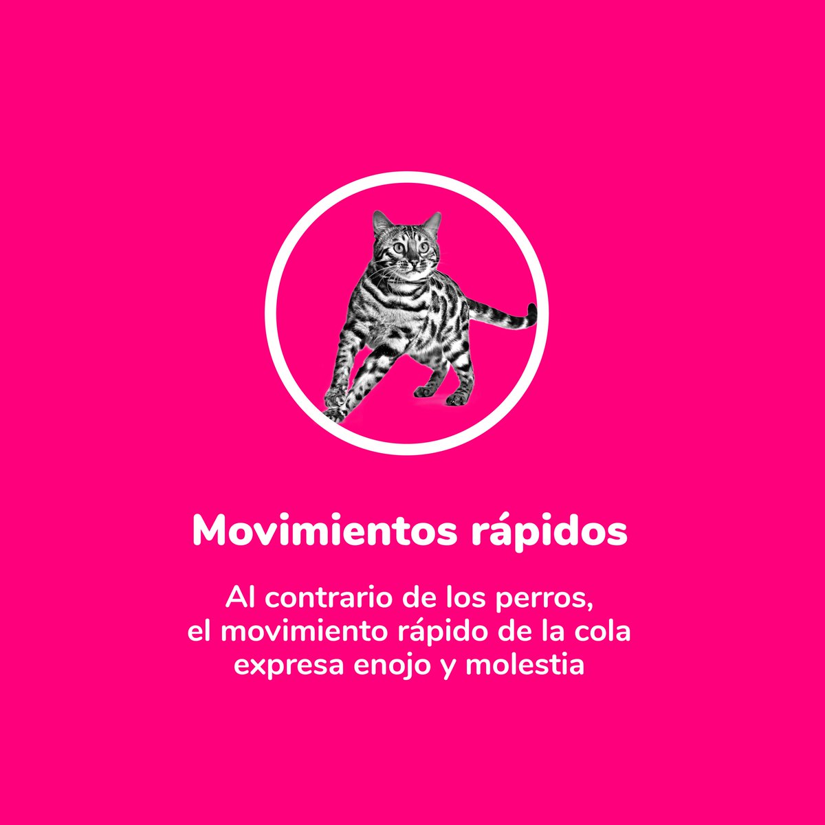 patipspanama's tweet photo. #PatipsCats Todo dueño sabe que los gatos a veces pueden llegar a ser más expresivos con sus colas que con sonidos, pero ¿realmente sabes lo que sus colas intentan transmitirnos?

Desliza e infórmate.😊

#Patips #Animalesdomesticos #Petstagram #Tipsanimales  #animallovers https://t.co/vtxJFmRtkg