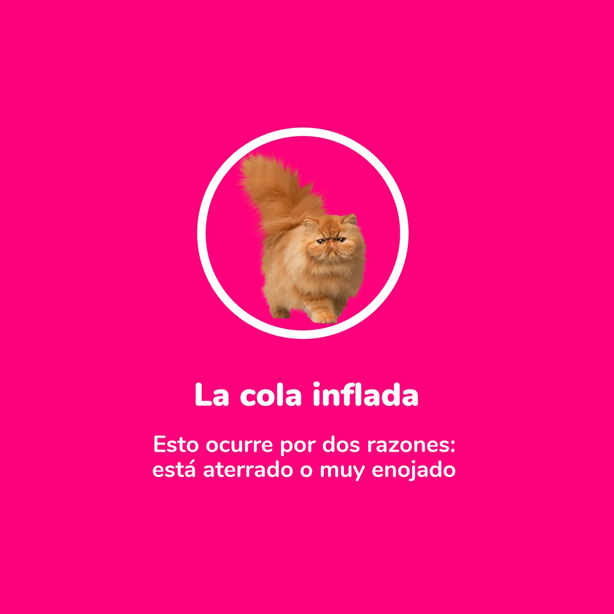 patipspanama's tweet photo. #PatipsCats Todo dueño sabe que los gatos a veces pueden llegar a ser más expresivos con sus colas que con sonidos, pero ¿realmente sabes lo que sus colas intentan transmitirnos?

Desliza e infórmate.😊

#Patips #Animalesdomesticos #Petstagram #Tipsanimales  #animallovers https://t.co/vtxJFmRtkg