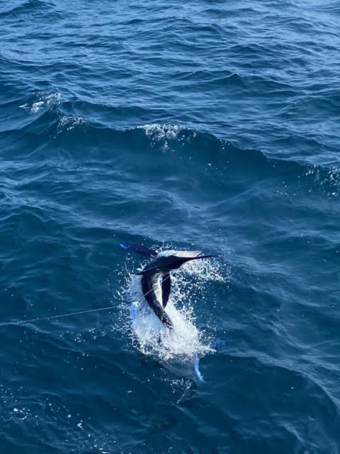 fishOverUnder's tweet photo. Low Profile back again with great catch of Yellowfin. Capt Joe Trainor and @Captainrickywheeler with bonus White Marlin today! #tunafishing https://t.co/P3WB6BM8Sw