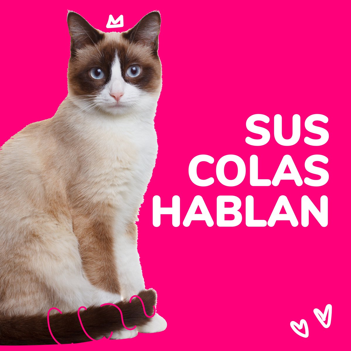 patipspanama's tweet photo. #PatipsCats Todo dueño sabe que los gatos a veces pueden llegar a ser más expresivos con sus colas que con sonidos, pero ¿realmente sabes lo que sus colas intentan transmitirnos?

Desliza e infórmate.😊

#Patips #Animalesdomesticos #Petstagram #Tipsanimales  #animallovers https://t.co/vtxJFmRtkg