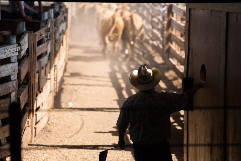 Perlichbros's tweet image. This year everyone has dealt with plenty.
Let us help you market your livestock for the fall 2020
We are here to go to work for YOU! 
Fall Run sale dates are now on our website.  perlich.auction Give us a call for all of your marketing needs. 403-329-3101