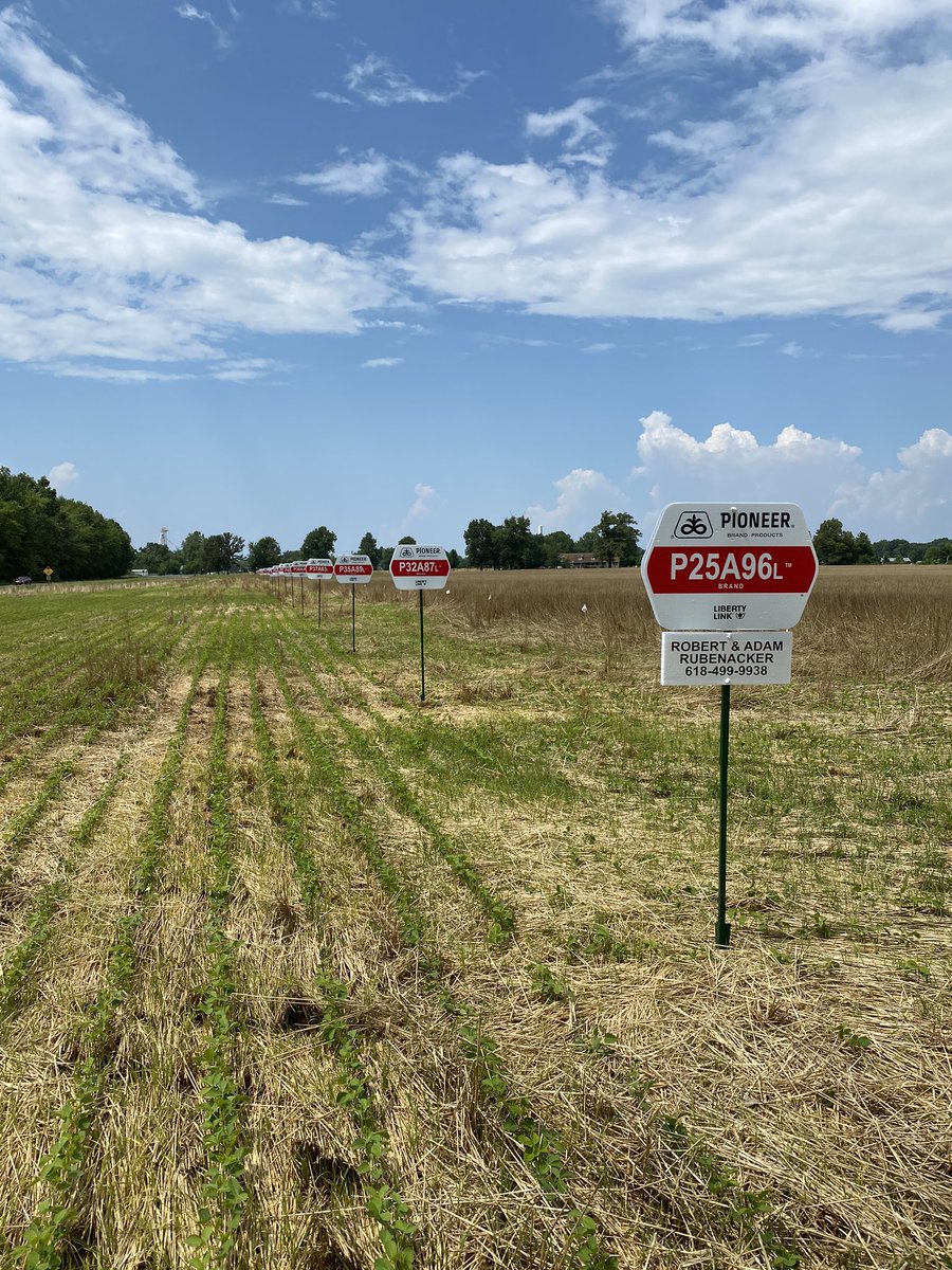 RubenackerFarms's tweet image. ‘’Tis the season for field plot signs! #pioneer #soybeanplot #cornplot #plot #corn #soybeans #corteva #research #fieldsigns @PioneerSeeds @corteva
