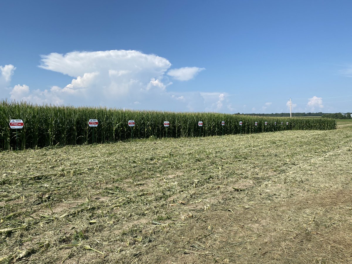 RubenackerFarms's tweet image. ‘’Tis the season for field plot signs! #pioneer #soybeanplot #cornplot #plot #corn #soybeans #corteva #research #fieldsigns @PioneerSeeds @corteva