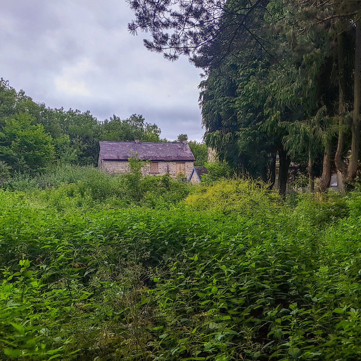 WhaleNinja's tweet photo. Abandoned house, Derbyshire

#abandoned #abandonedhouse #abandoneduk #abandonedderbyshire #derelict #derelicthouse #overgrown #derbyshire #derelictderbyshire

https://t.co/jfvF98ihdM https://t.co/JIKhsDvOP7