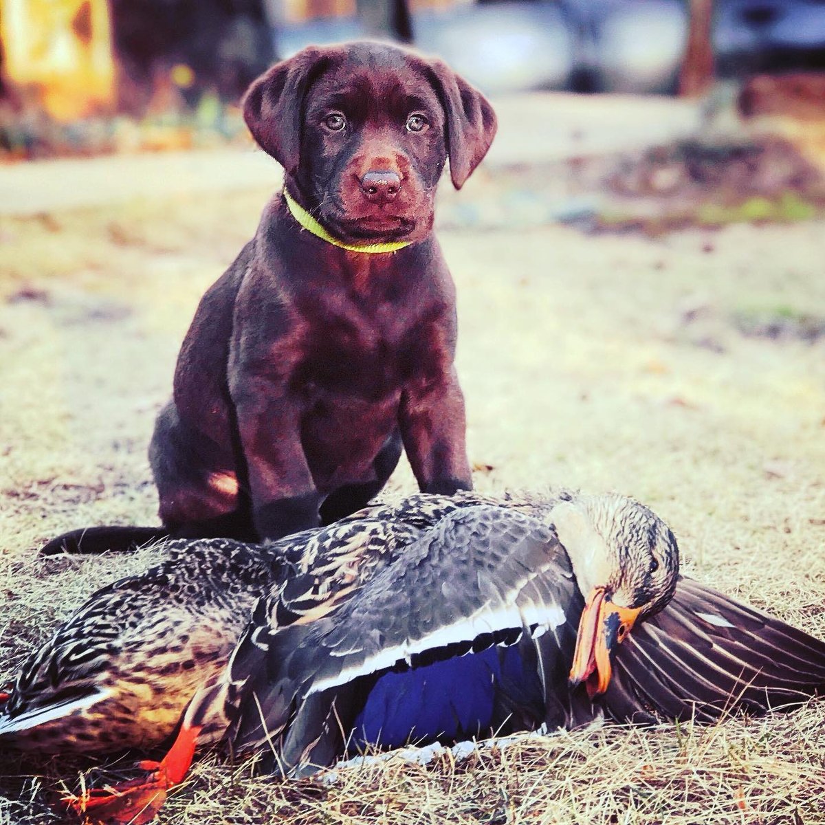 RealtreeDog's tweet photo. Starting 'em young 🦆

📷 @inclusive_retrievers https://t.co/OYL7PfCkXX