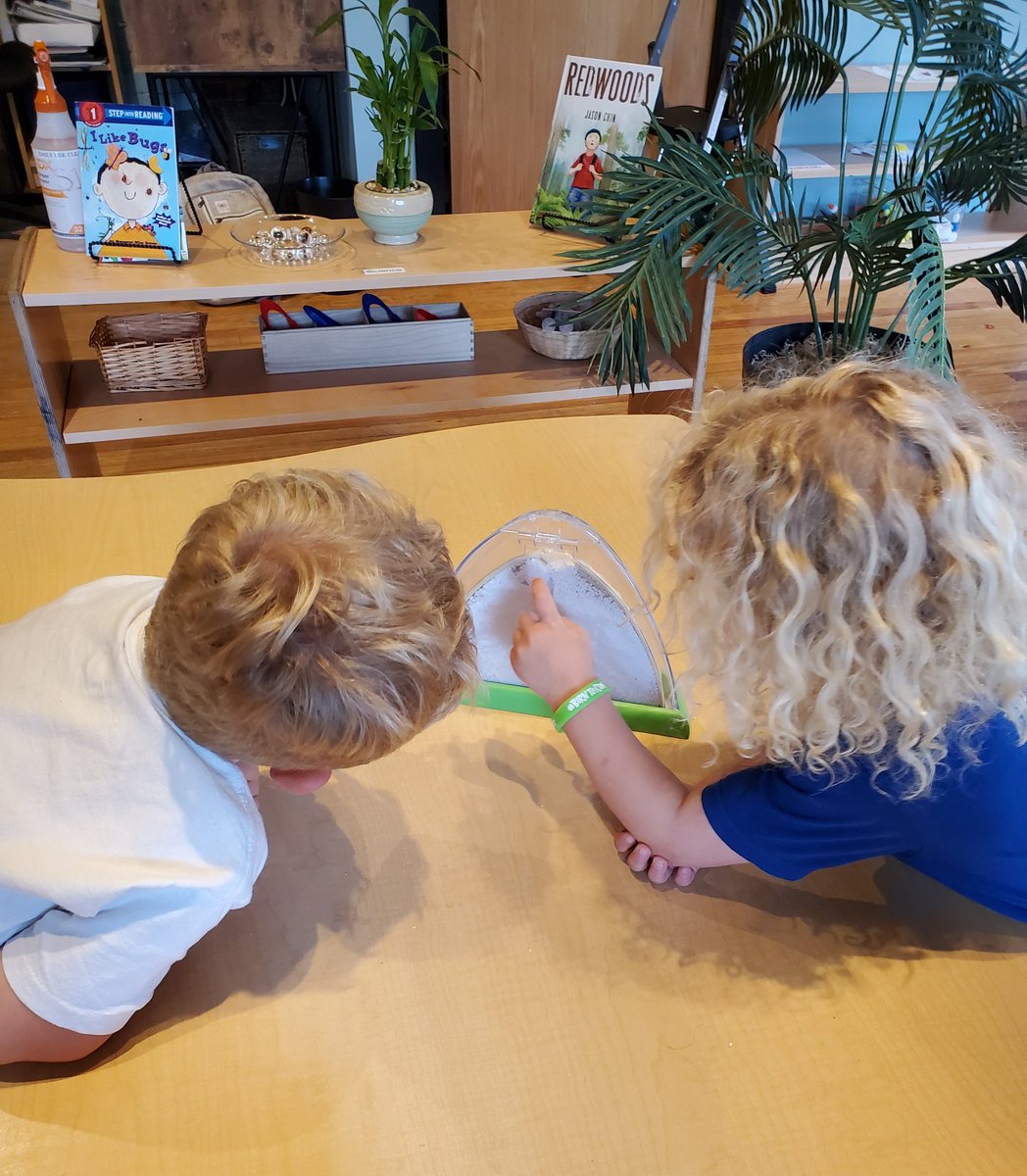 VoyagersPreK's tweet photo. There are no seven wonders of the world for children;
there are seven million. One of those wonders today was increasing the population of our ant hill and speculating on the motivations of our new roommates based on our research and observations of the common ant 🐜 https://t.co/WOBoT0LFIy