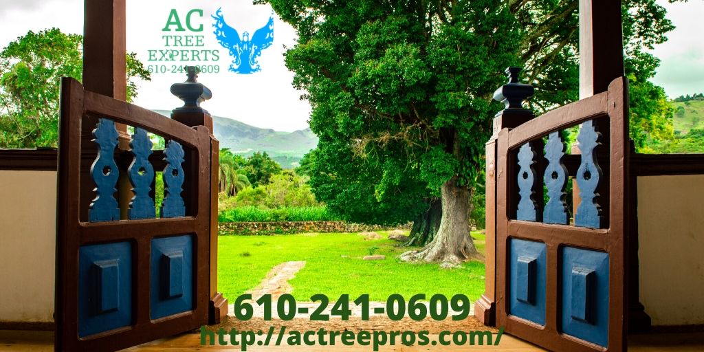 ACTreeExpertsI1's tweet photo. Tree shaping improves air circulation around the tree body and boost your home's aesthetic appeal 🌳🌴👷‍♂️
#treeshaping #treeprofessionals #treeservices #arborist #treepruning #treeremoval #treeexperts #247treeservice #emergencytreeservices #pennsylvania https://t.co/KPJlVa97jg