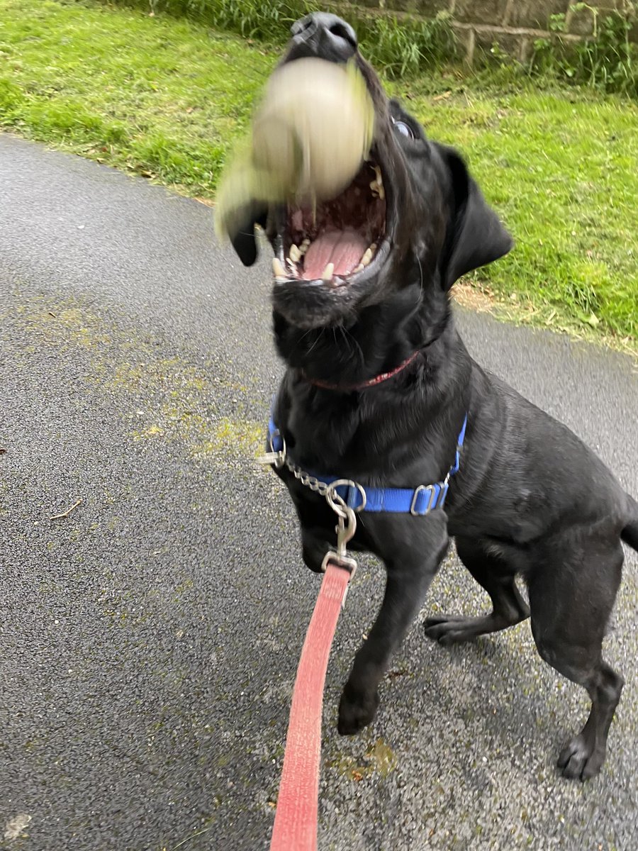 Hannahwall96's tweet photo. Today Bessie and I got some steps in as part of #StepsAgainstStrep and even found some rather beaten up tennis balls along the way! @GBSSupport https://t.co/S9yKchRrOR
