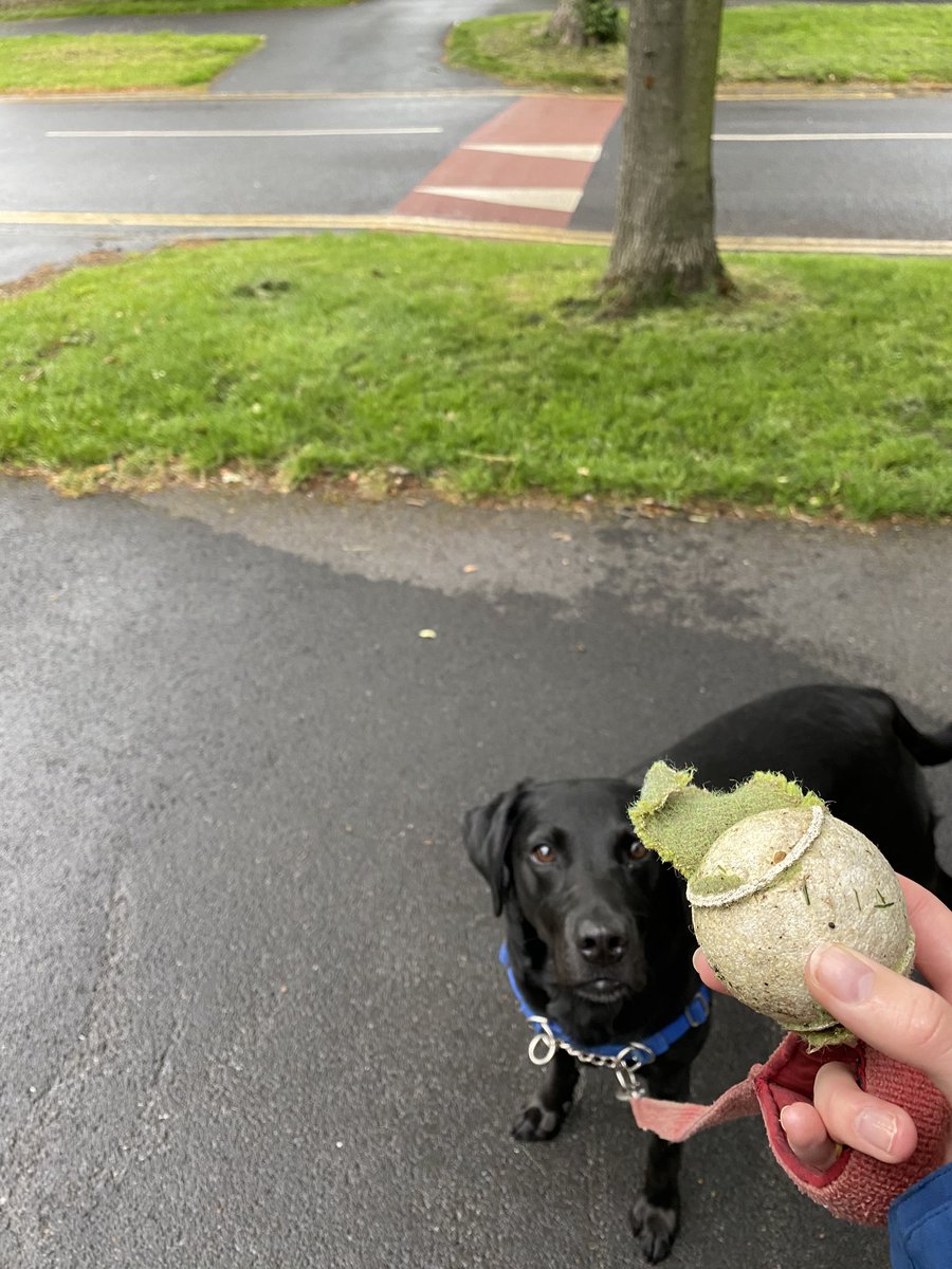 Hannahwall96's tweet photo. Today Bessie and I got some steps in as part of #StepsAgainstStrep and even found some rather beaten up tennis balls along the way! @GBSSupport https://t.co/S9yKchRrOR
