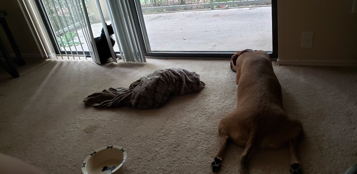 Two office buddies staring outside after attacking the blanket. One is evil. The other is a dog.