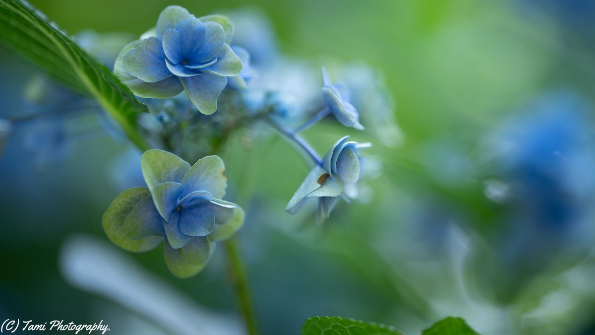MiyawakiTami's tweet photo. 終焉の前に
*
Location:としまえん、練馬区 東京都。
Date:2020-07-02
Camera:Sony α7iii
Lens:FE 135mm F1.8 GM
#ドリーミーフォト
#135g
#135mm単焦点レンズを広めようじゃない会 https://t.co/Ud90j9xEzj