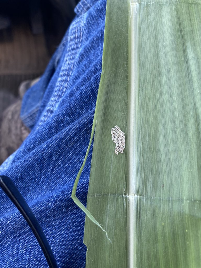 Southern Clay county #westernbeancutworm